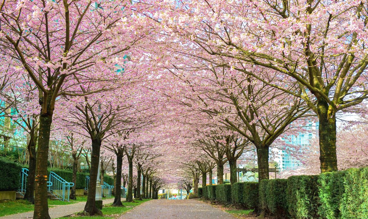    Vancouvers Urban Forest 